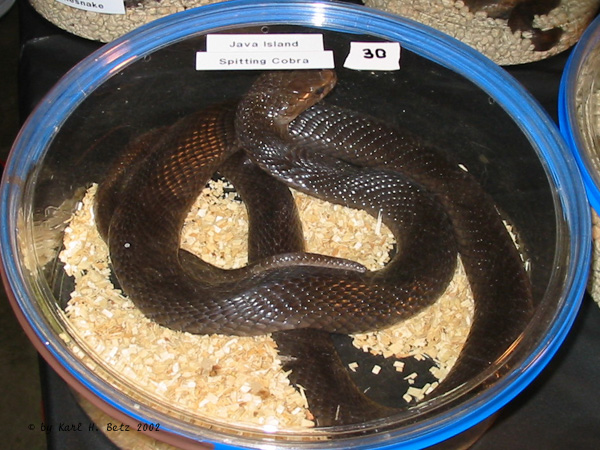Java Spitting Cobra.jpg [153 Kb]